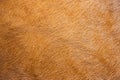 Brown texture of the skin and wool of, horse, cow, sheep. Background for design Royalty Free Stock Photo
