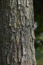 Bark close up of Koelreuteria paniculata tree