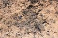 Aerial view of cryptosoil in dry desert topsoil of Utah