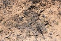Aerial view of cryptosoil in dry desert topsoil of Utah Royalty Free Stock Photo