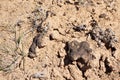 Aerial view of cryptosoil in dry desert topsoil of Utah Royalty Free Stock Photo