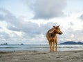 Brown Thai beach dog standing on the sand beach looking away back on sea and sunset blues sky background. Royalty Free Stock Photo