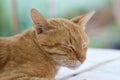 The brown Thai cat closed his eyes Royalty Free Stock Photo