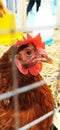 A brown Thai chicken kept in a cage.