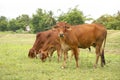 Brown Thai cows are grazing on the ground