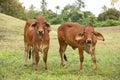 Brown Thai cows are grazing on the ground,