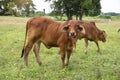 Brown Thai cows are grazing on the ground