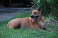 1 brown Thai dog, fierce face looking at camera, dangerous animal concept. Royalty Free Stock Photo