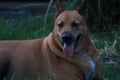 1 brown Thai dog, fierce face looking at camera, dangerous animal concept. Royalty Free Stock Photo