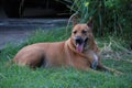 1 brown Thai dog, fierce face looking at camera, dangerous animal concept. Royalty Free Stock Photo