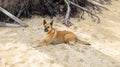 Brown Thai Dog Lying under The Shadow of Big Tree on The Sand Royalty Free Stock Photo