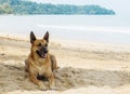 Brown Thai Dog Lying under The Shadow of Big Tree by The Sea Royalty Free Stock Photo