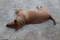 a brown Thai hound sleeping on a cement floor Pet concept