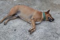 A brown Thai hound sleeping on a cement floor Pet concept