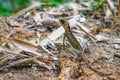 Brown Thai lizard catch in rain forest