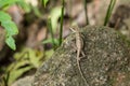 Brown thai lizard