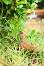 Brown thai lizard Royalty Free Stock Photo