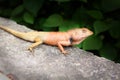 Brown thai lizard Royalty Free Stock Photo