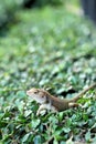 Brown thai lizard on tree Royalty Free Stock Photo
