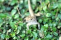 Brown thai lizard on tree Royalty Free Stock Photo
