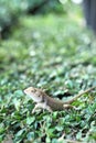 Brown thai lizard on tree Royalty Free Stock Photo