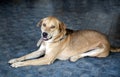 Brown Thai mixed breed dog on blue floor looking at camera