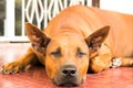 Brown Thai ridgeback dog