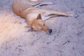 A brown Thai ridgeback dog sleeping on white sand  beach under the shade of tree and sunlight Royalty Free Stock Photo