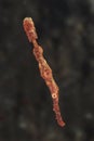 Thin Ghost Pipefish Royalty Free Stock Photo