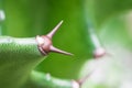 Brown thorn of green cactus