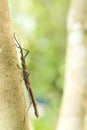 Brown thorn phasmid Royalty Free Stock Photo