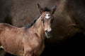 Brown foal with mare isolated on black Royalty Free Stock Photo