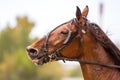 Brown thoroughbred horse, horse head