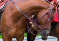 Brown thoroughbred horse with a powerful torso and a long neck in a harness