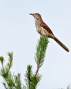 Brown Thrasher