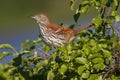 Brown Thrasher