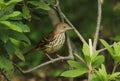 Brown Thrasher