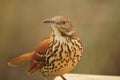 Brown Thrasher