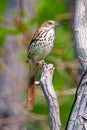 Brown Thrasher Royalty Free Stock Photo