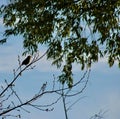 Brown Thrasher against a May evening sky