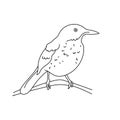 Brown thrasher bird illustration vector Royalty Free Stock Photo