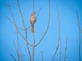 Brown Thrasher Bird perched among bare branches against a clear blue sky