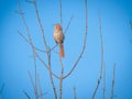 Brown Thrasher Bird perched among bare branches against a clear blue sky