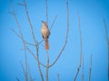 Brown Thrasher Bird perched among bare branches against a clear blue sky