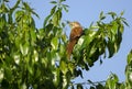 Brown Thrasher bird in Persimmon Tree, Athens, GA USA
