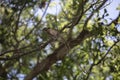 Brown Thrasher Bird Royalty Free Stock Photo
