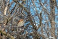 A brown thrasher on a cold winter day in Missouri.