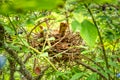 A brown thrasher on a nest in a blueberry bush.