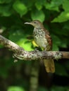 Brown Thrasher Royalty Free Stock Photo