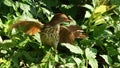 Brown Thrasher Protecting her nest Royalty Free Stock Photo